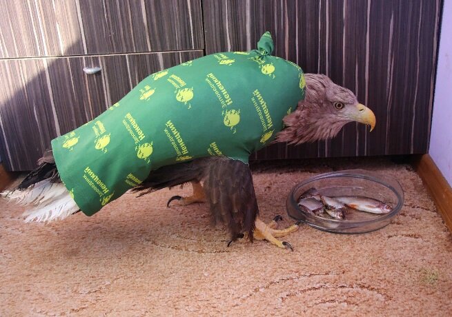 Орлан по кличке «Нарьян» долго отказывался от еды. Фото: предоставлено WWF России.