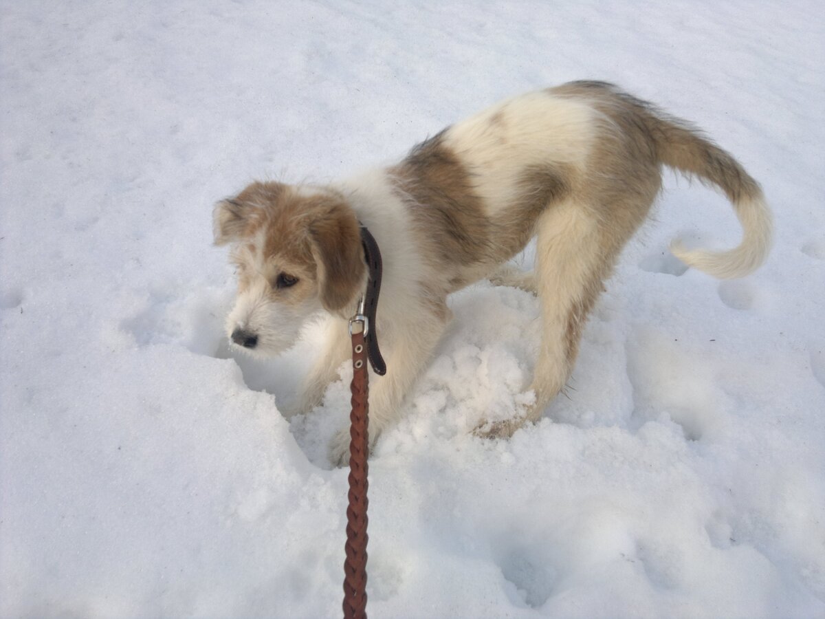 Фойдусе 4 месяца