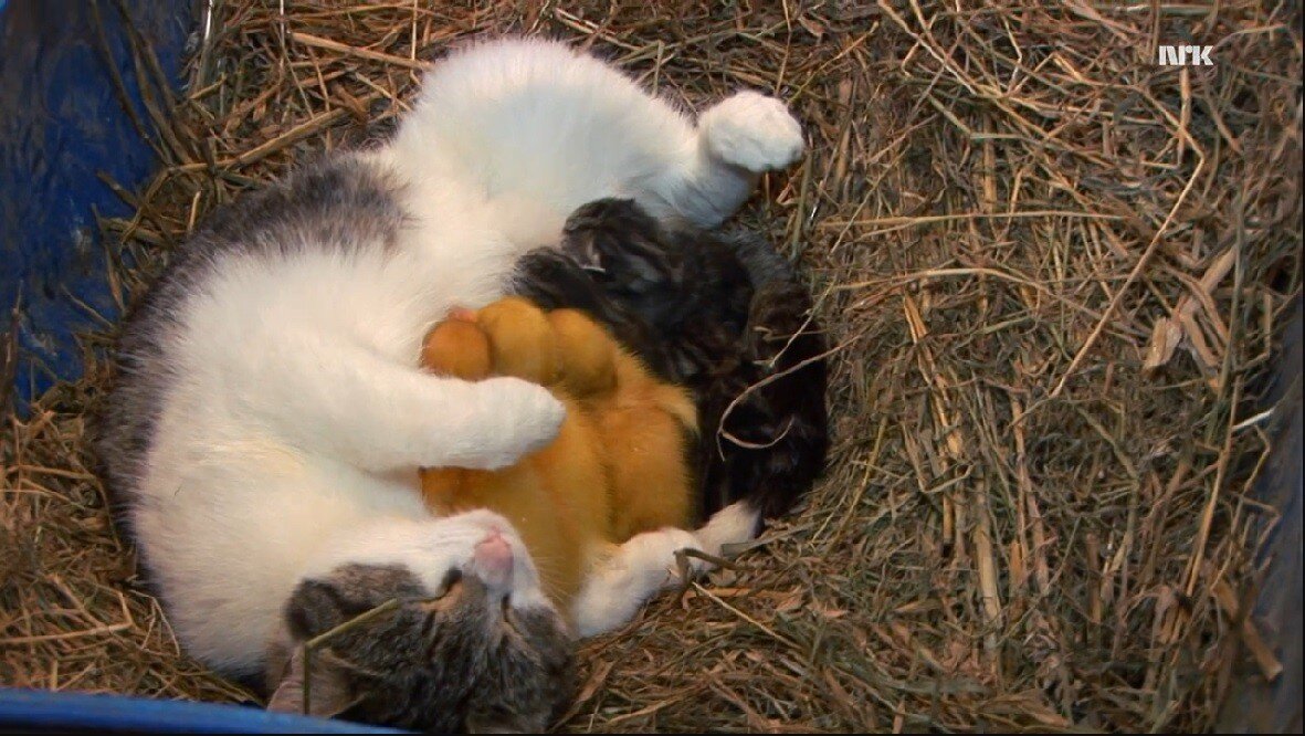 Кошка усыновила утят