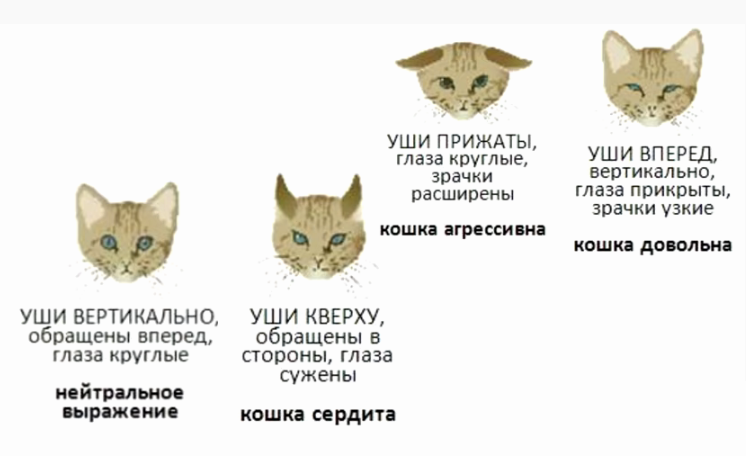 Учимся понимать кошачий язык по хвосту и ушам | Дзен-Тв | Дзен
