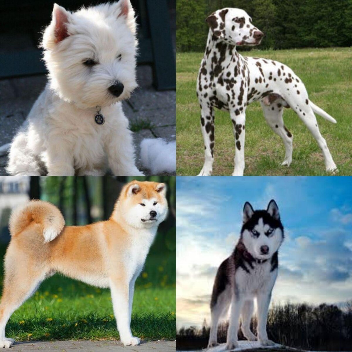 Хаски