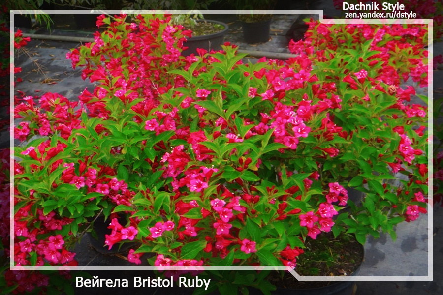 Вейгела Bristol Ruby