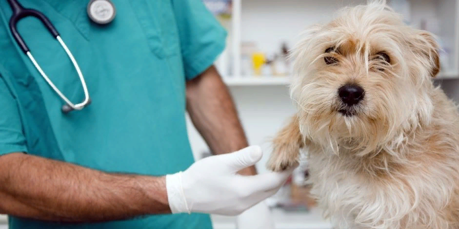 Визит к специалисту спасет питомцу жизнь