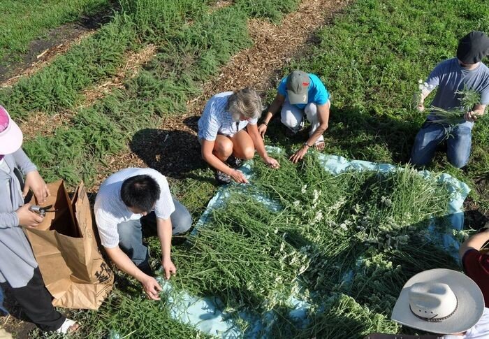 Заготовка лекарственных растений 