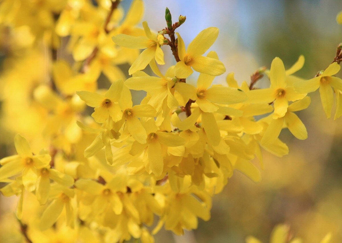 Форзиции (forsythia)