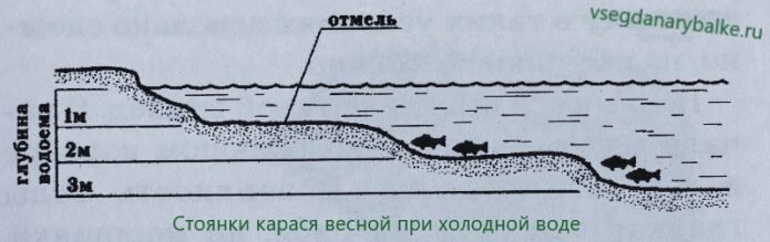 С потеплением воды эта рыба покидает глубокие ямы и смещается ближе к берегу. Глубина в местах ее весенней дислокации редко превышает 1,5 метра. Обычно это прибрежные участки с неровным заиленным дном и остатками прошлогодней растительности. Найти карася весной не так сложно, как некоторых других обитателей водоемов, для этого надо лишь вспомнить, где он лучше всего ловился в конце прошлого сезона. Если озеро или речной залив хорошо знаком, тогда никаких проблем с поиском не будет.

Также большие шансы отыскать карасевую стаю будут там, где у самой воды растет много деревьев. Упавшие с них ветки создают коряжник, в котором рыба ищет корм и прячется от хищников. Стая может стоять там или периодически посещать это место.