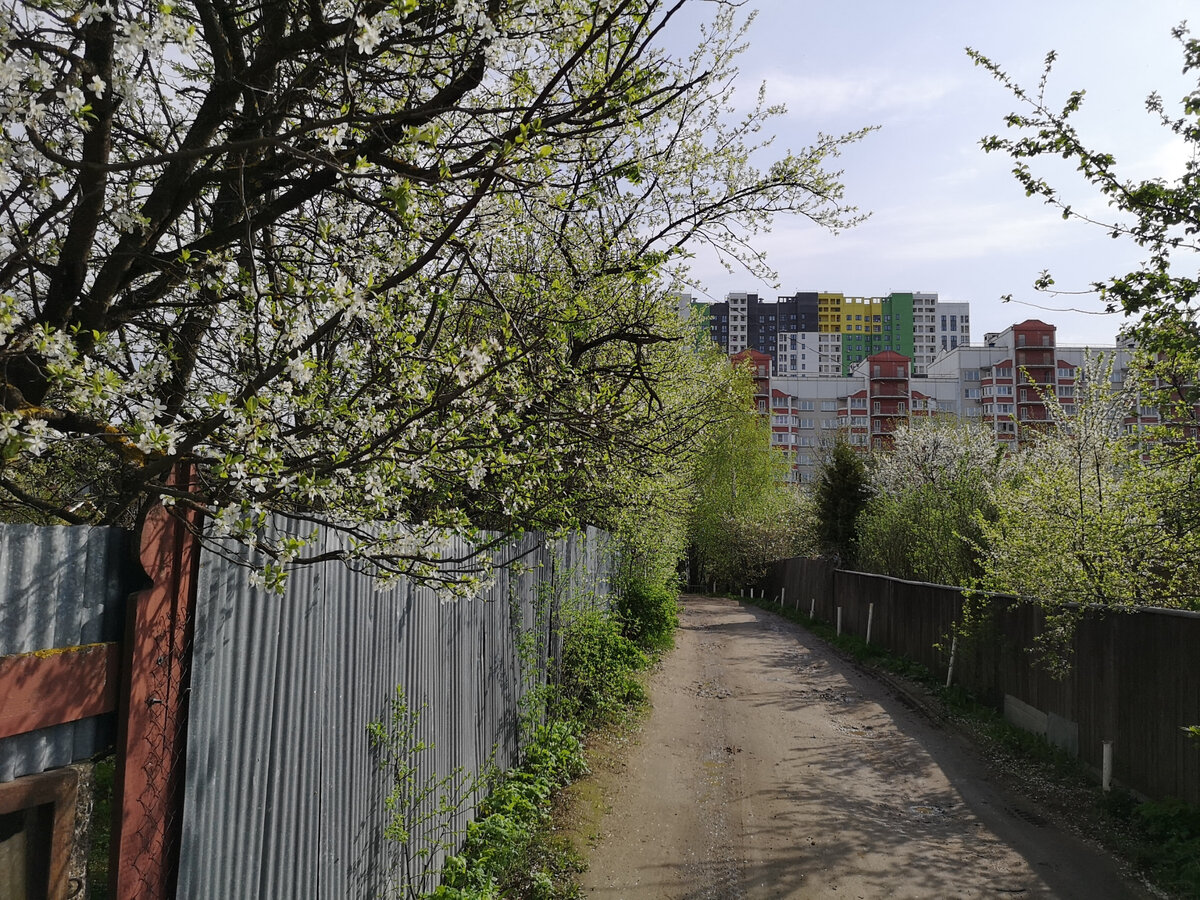 Как там живётся, в деревне которая Москва? Дрожжино - деревня в черте Москвы. Коровы на улицах и тонны мусора в лесу.