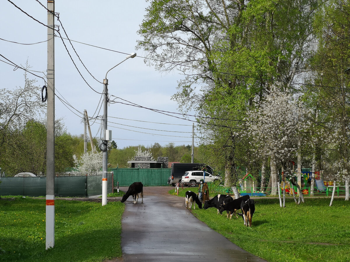 Как там живётся, в деревне которая Москва? Дрожжино - деревня в черте Москвы. Коровы на улицах и тонны мусора в лесу.