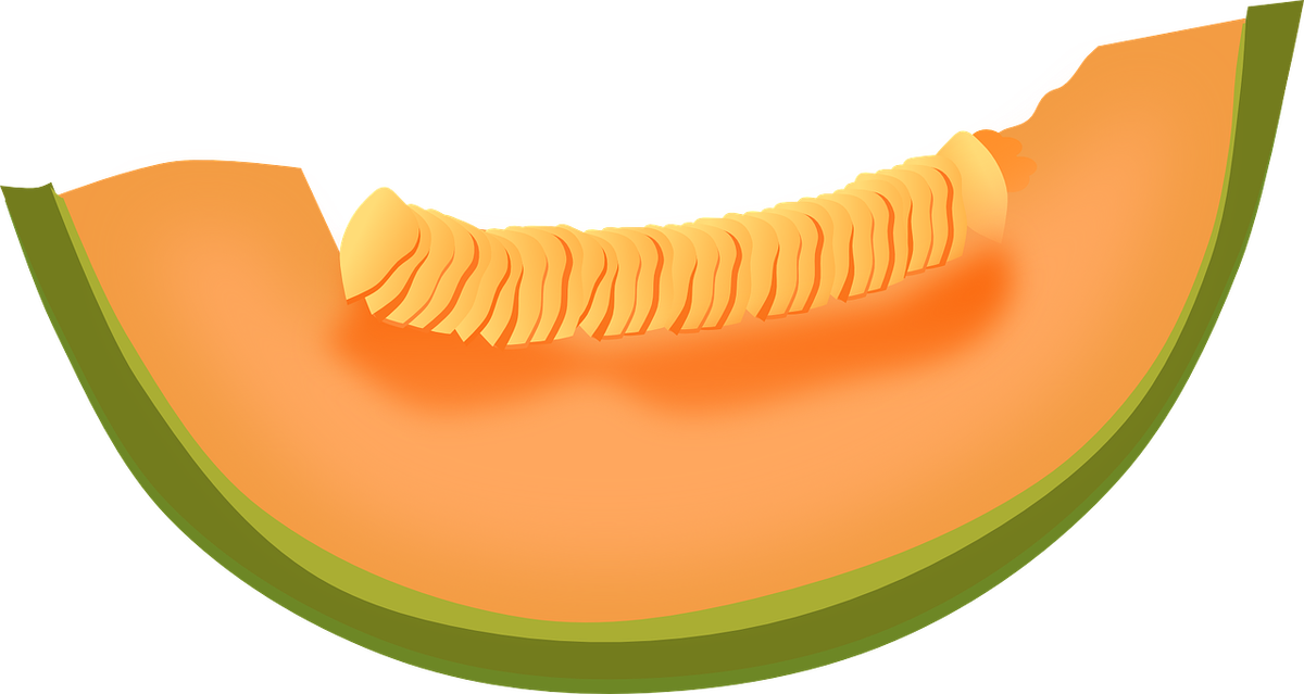 https://cdn.pixabay.com/photo/2014/04/03/10/40/cantaloupe-311084_960_720.png