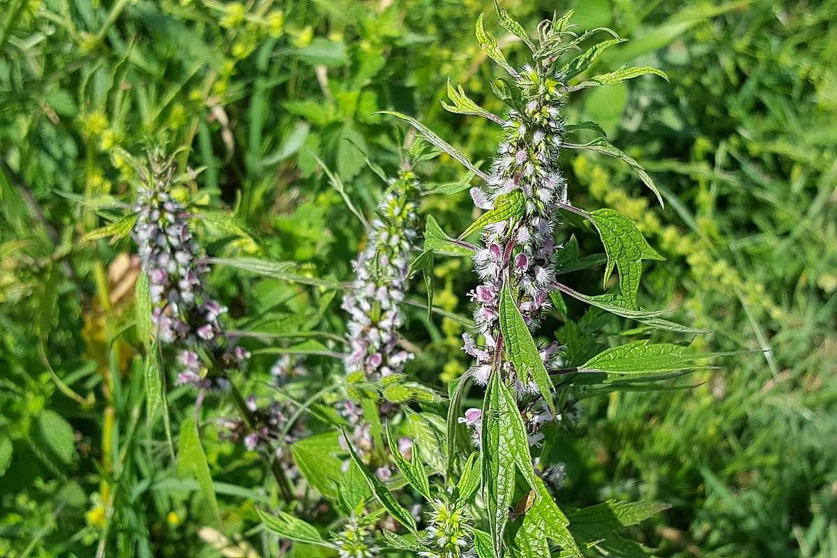 Нейролонг. Таблетка вечной молодости. Часть 4.