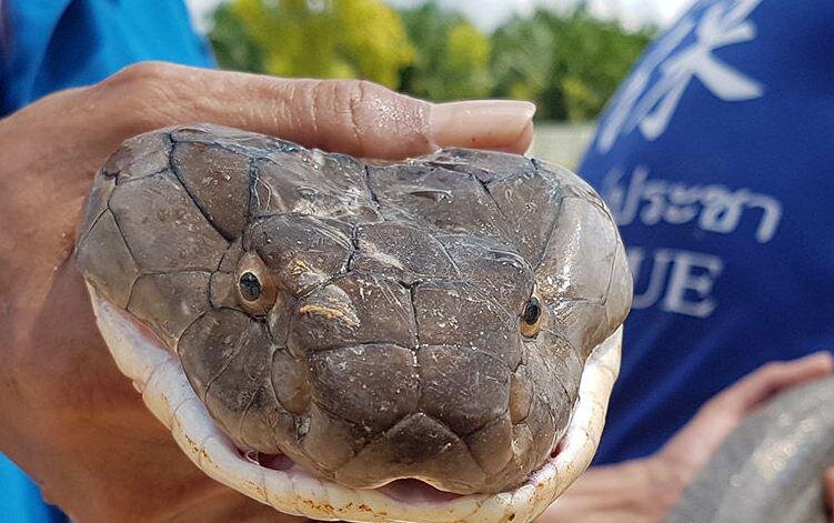 Самая гигантская ядовитая змея на земле. Отдельные представители вырастают до 5,5 м, хотя средние размеры взрослых особей обычно не превышают 3-4 м. Яд королевской кобры — смертельный нейротоксин, приводящий к летальному исходу за 15 минут. Научное название королевской кобры дословно означает «поедатель змей», ведь это единственный вид, представители которого питаются себе подобными змеями. Самки обладают исключительным материнским инстинктом, неотлучно охраняя кладку яиц и полностью обходясь без пищи до 3 месяцев. Королевская кобра обитает в тропических лесах Индии, Филиппин и на островах Индонезии. Продолжительность жизни составляет более 30 лет.