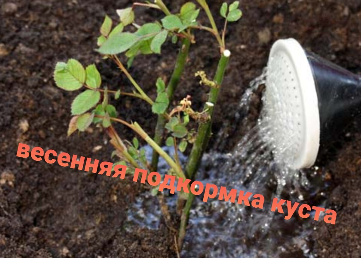 Вносим жидкую подкормку.