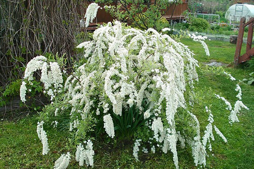 Спирея японская (Spiraea japonica `White Gold`)