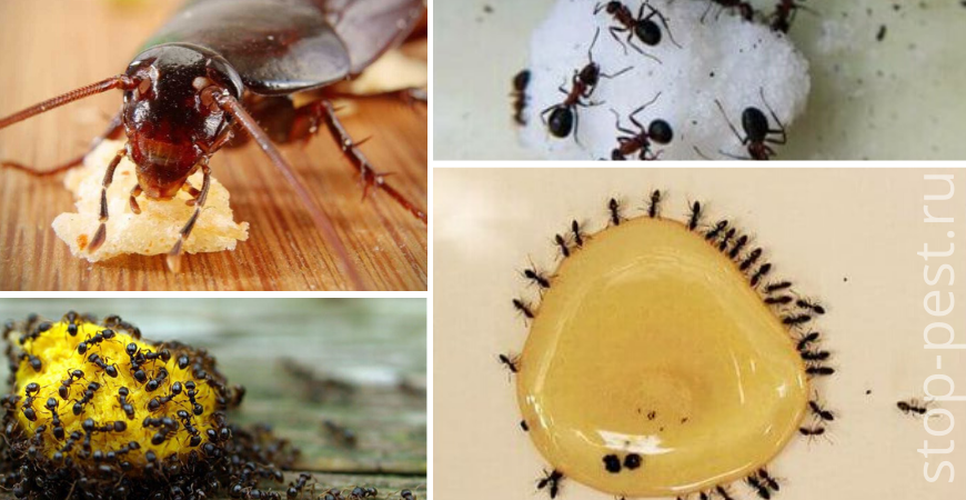 Топ 7 эффективных средств для борьбы с муравьями в доме – блог интернет-магазина sapsanmsk.ru