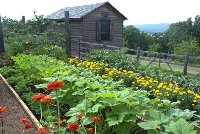 Изображение огорода