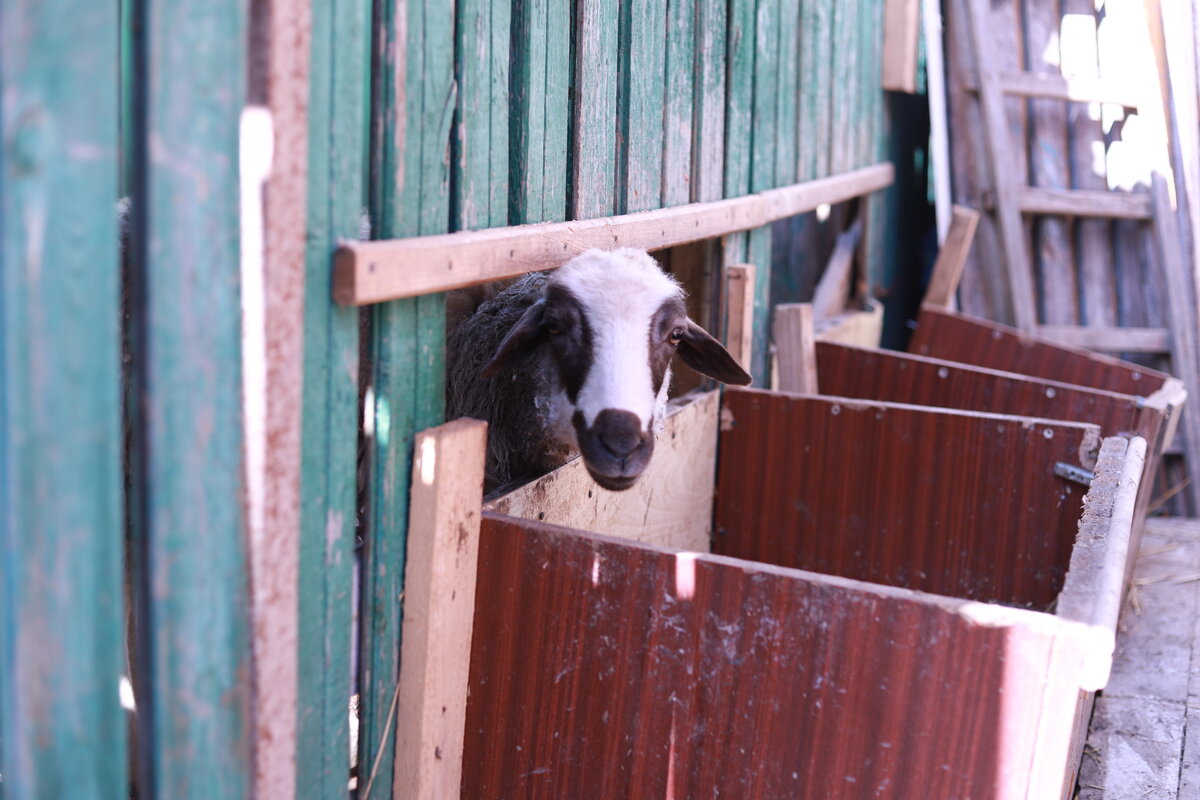 Когда кормить будешь!!!?