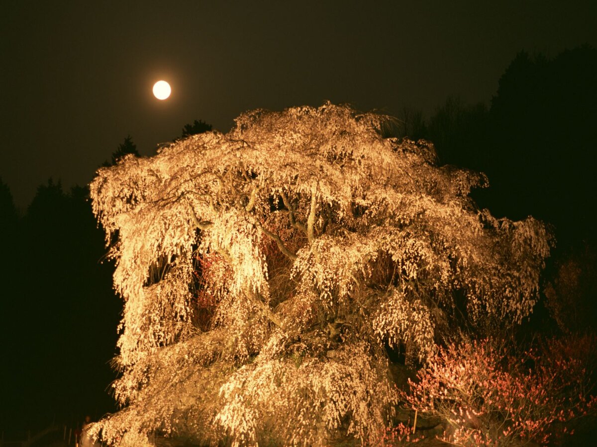 Картинка из интернета