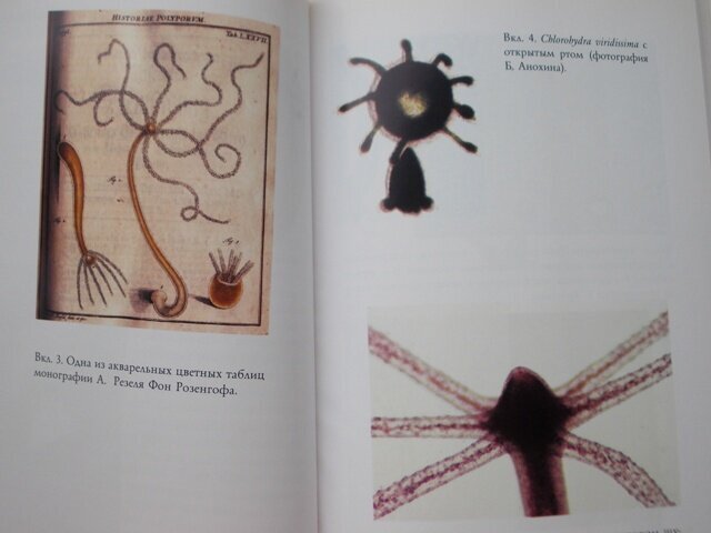 в книге есть не только рисунки, но и макрофотографии самих гидр