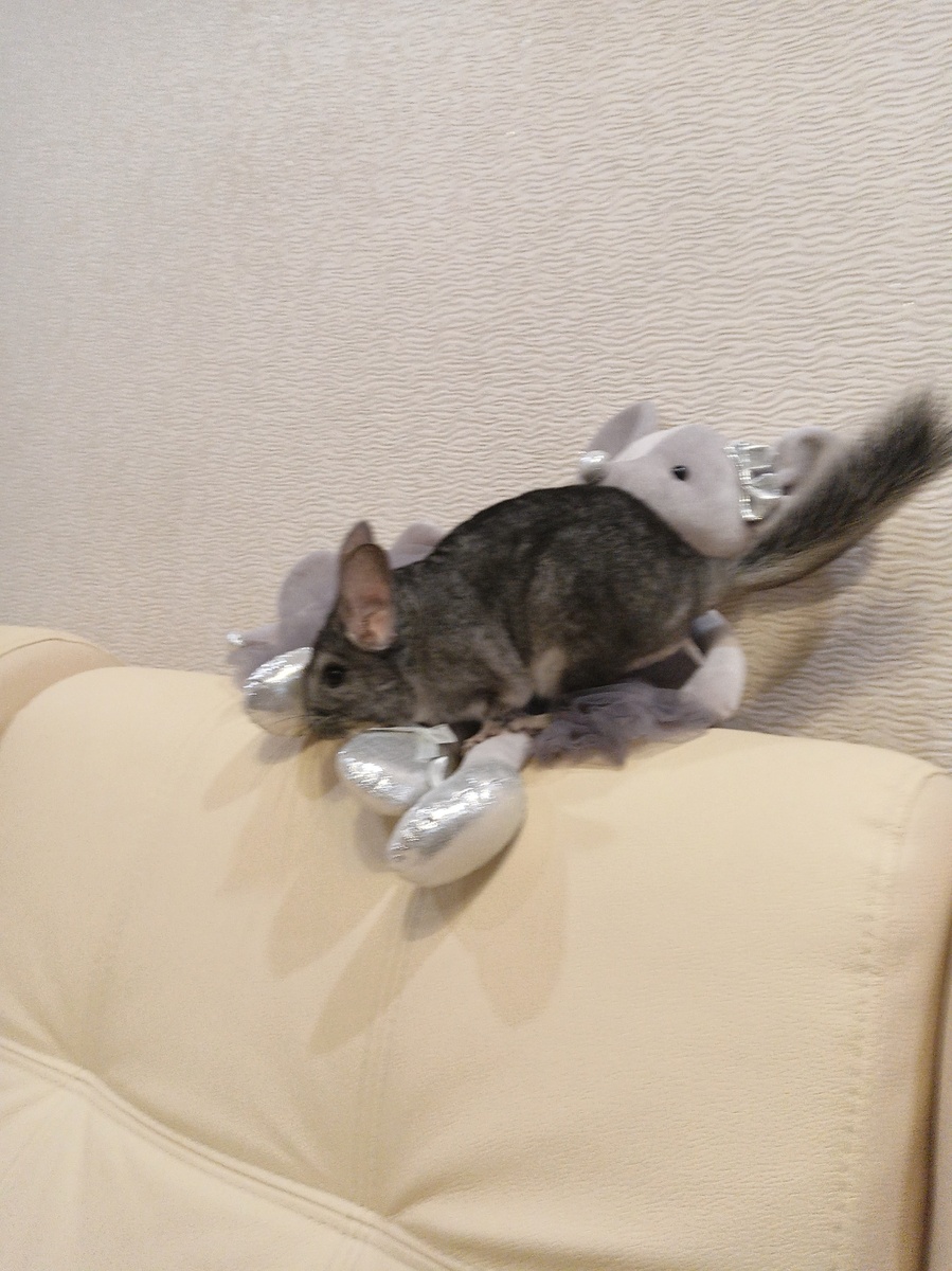 Вот как любят поиграть шиншиллы