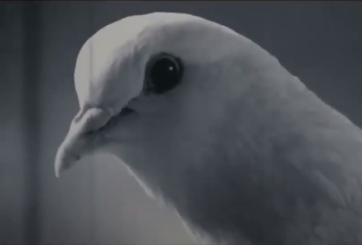 Кадр из видео - https://youtu.be/NCtF4aVlxgU