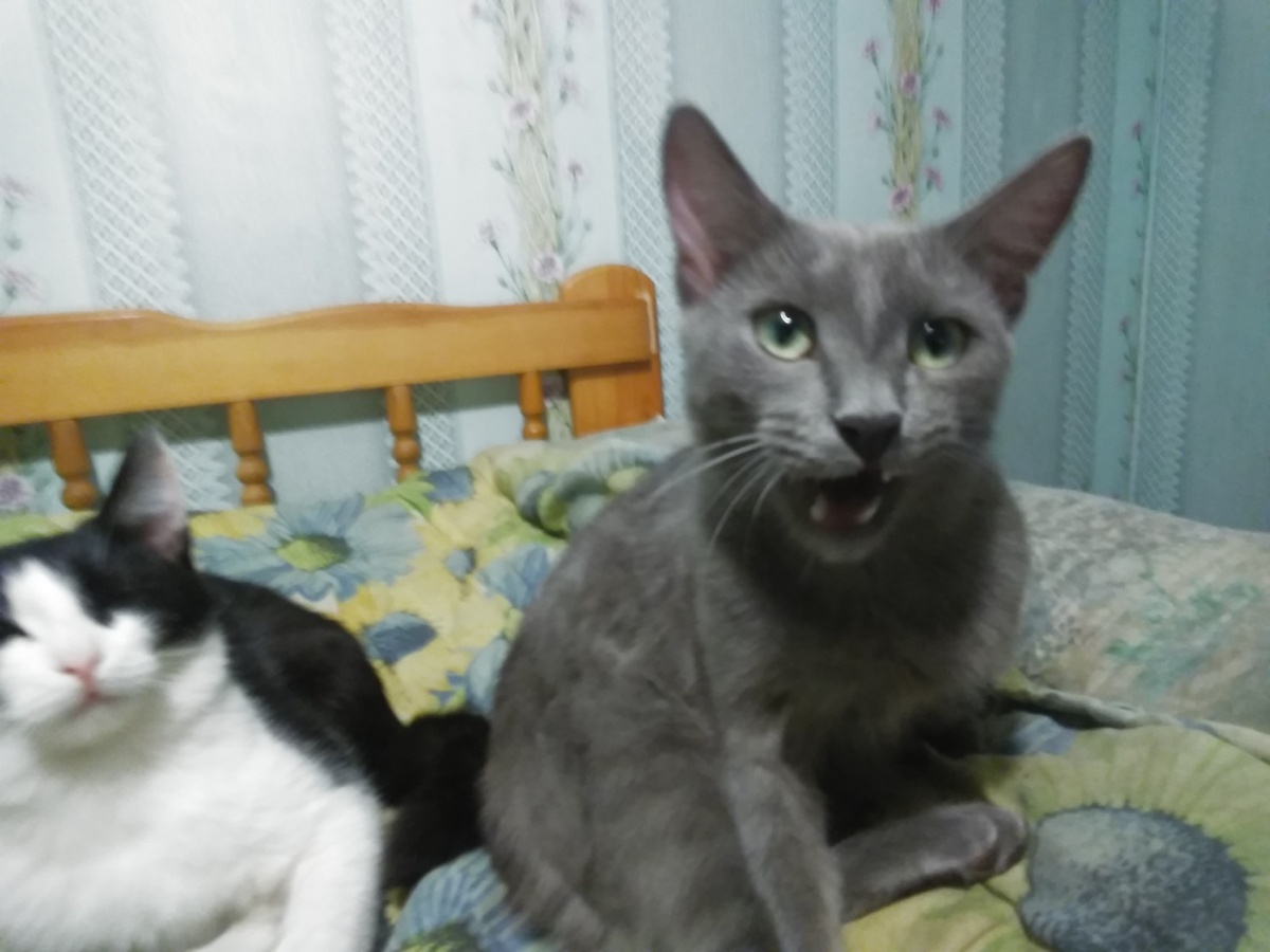 Забрать кота можно по Татарстану и Башкортостану позвонить 89393909024 помочь тоже можно. п.с Мы не профессиональные спасатели животных! Мы не умеем их лечить все что мы можем это; забрать котенка с улицы, покормить, отогреть постараться найти нового хозяина. Мы не отправляем никого на передержку и тем более на усыпление. Все кошки живут до тех пор пока не найдется новый хозяин. Животных много в эту статью я всех не умещу поэтому про остальных наших питомцах в следующий раз напишу. По вопросам забрать питомца звоните 89393909024 или пишите в комментариях для желающих помочь карта сбера 4276620045621004 Николай Львович с пометкой Добро. Спасибо всем кто прочитал до конца. До новых встреч.