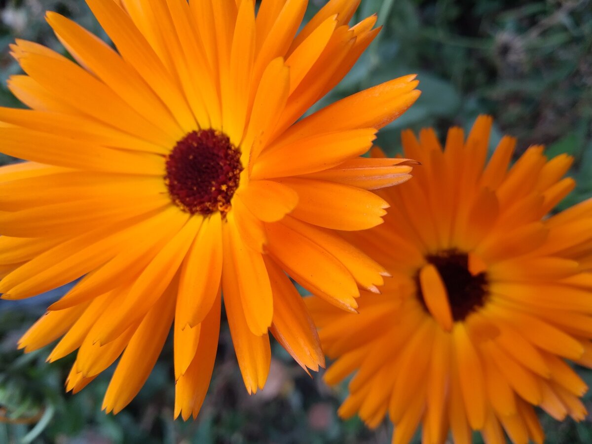 вот какую прелесть сфоткала по пути из поликлиники. прямо огонёчки