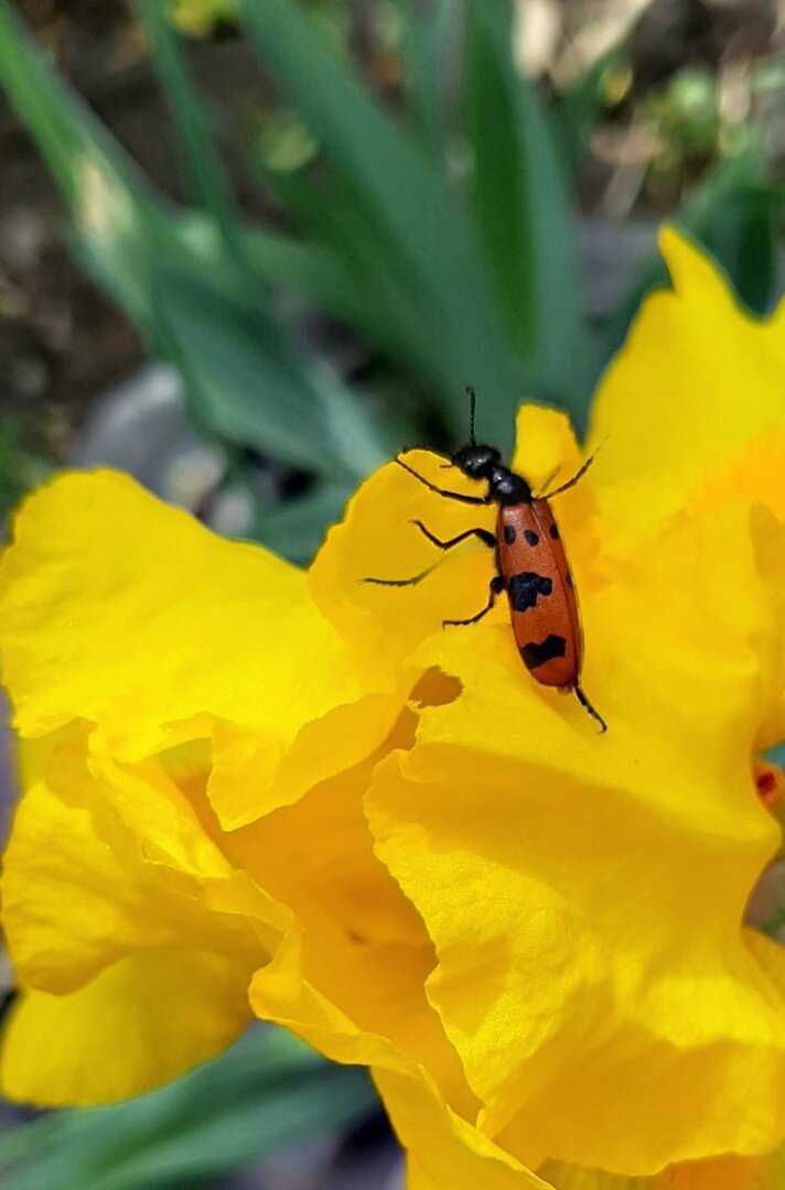 жук-нарывник на ирисе