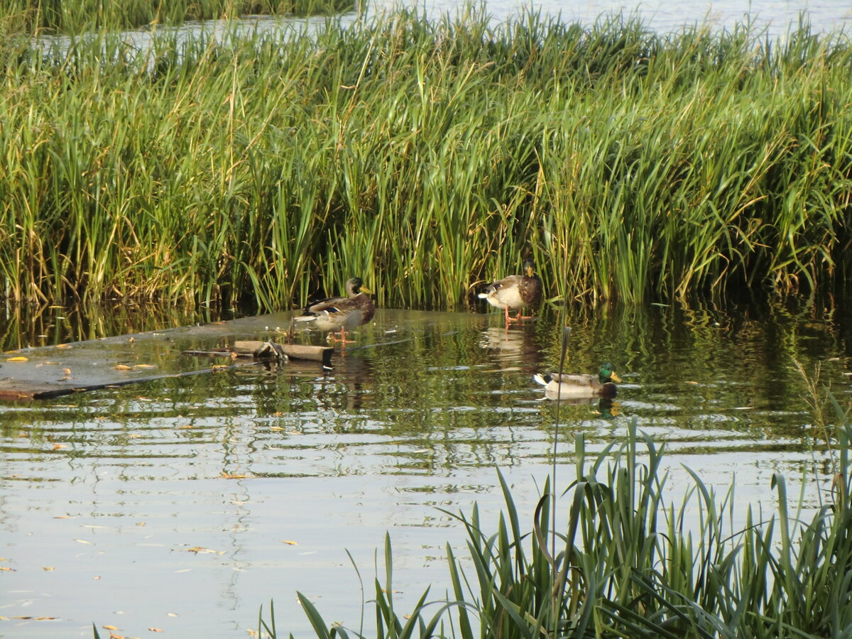 Клязьма с курицей. Bestuя клязьма. Озеро кижаны камешковский район. Клязьма с курицей. Салат охотничий.