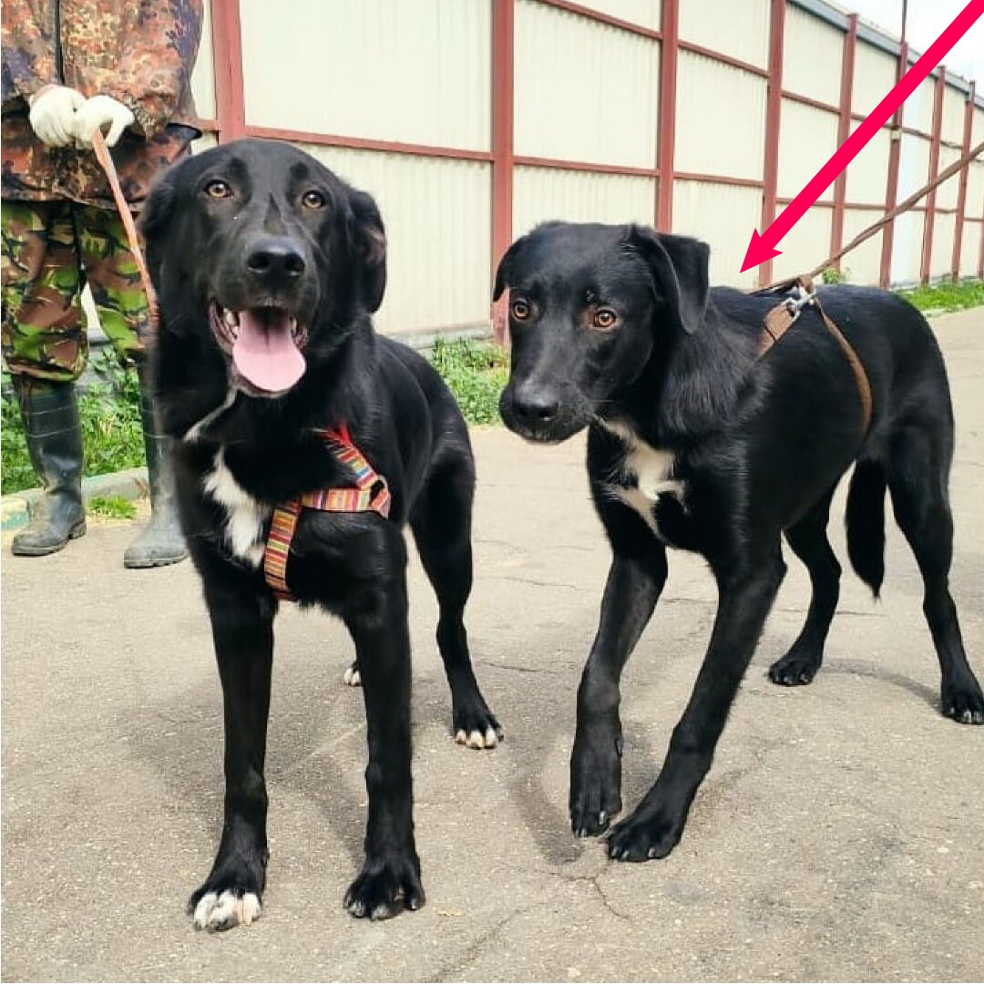 Щенок на коричневом поводке не видит. Сестренка в цветной шлейке зрячая. По этой причине пристраиваем пару собак вместе!