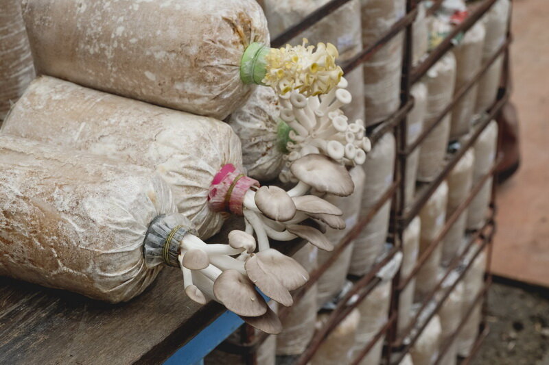 Выращивание вешенок (Фото используется по стандартной лицензии ©azbukaogorodnika.ru)
