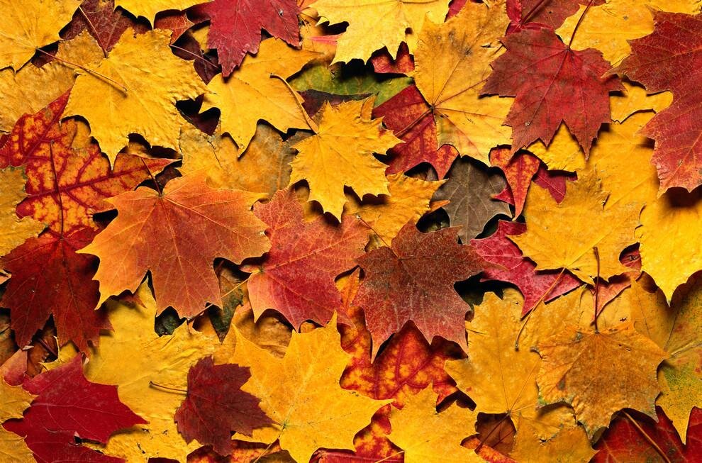 В данной статье мне хотелось бы объяснить зачем и почему листья меняют цвет перед зимой.  Каким образом происходит этот процесс и почему цвет листьев становится именно желтым или красным.
-2