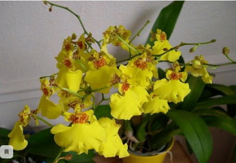 Орхидея онцидум . Источник: https://ogorodnash.ru/ontsidium/