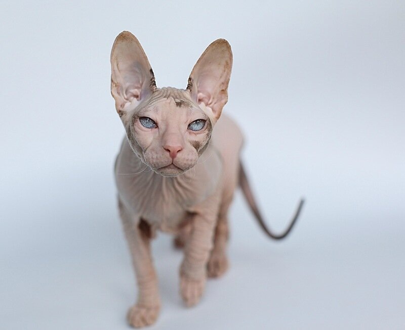 Картинки взяты с открытых источников 