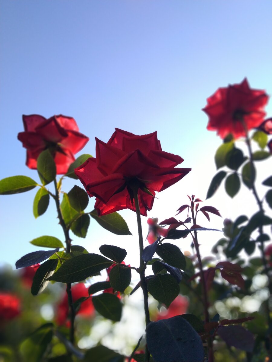 Утро и розы