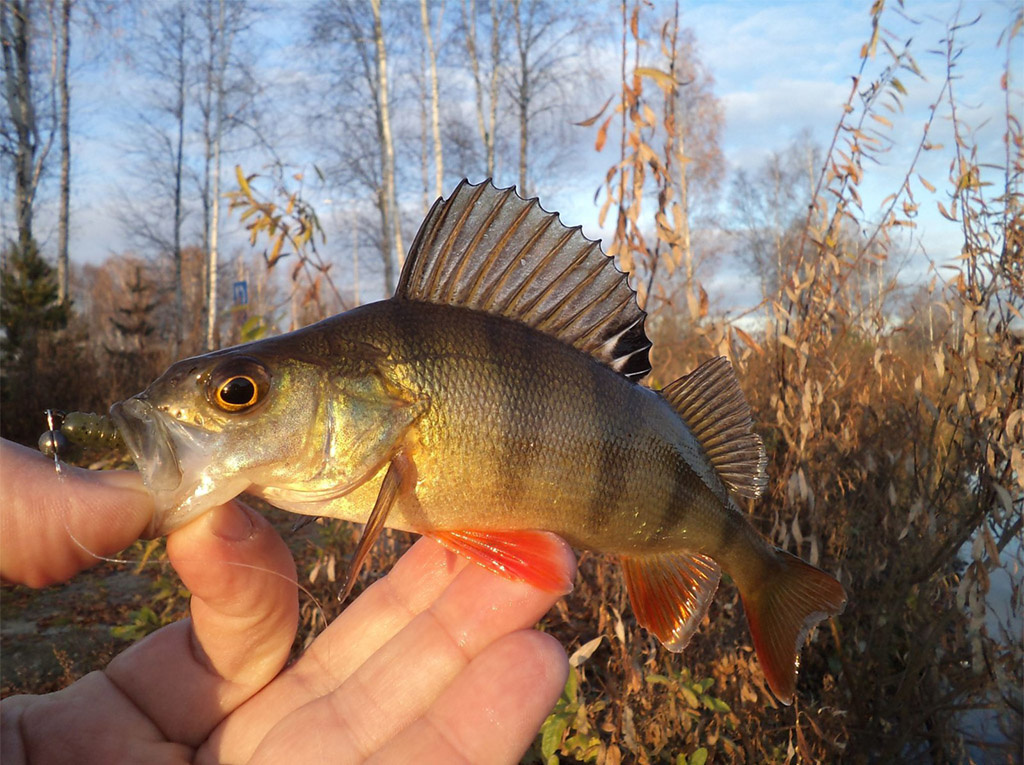 Источник: https://uralfish.ru/fish/okun