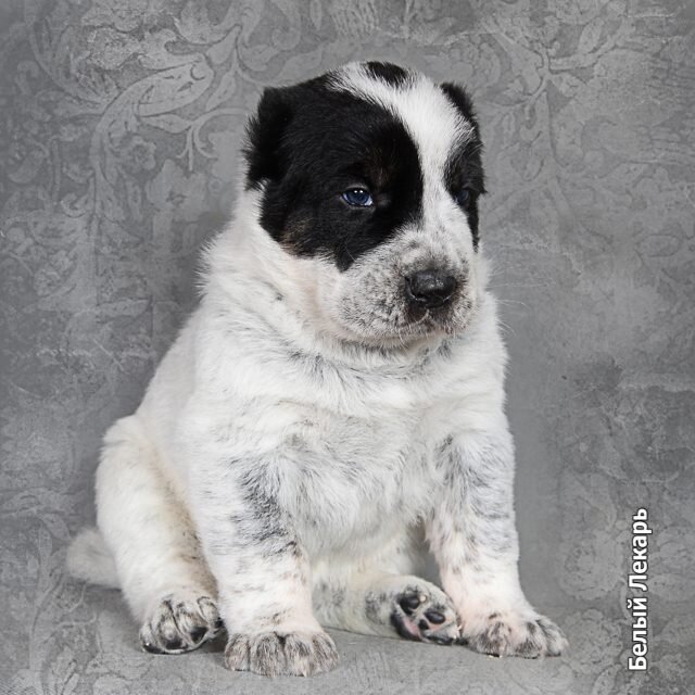 Малышка Белый Лекарь Гурия. https://beliy-lekar.ru/dogs/sredneaziatskaya-ovcharka/belyy-lekar-guriya