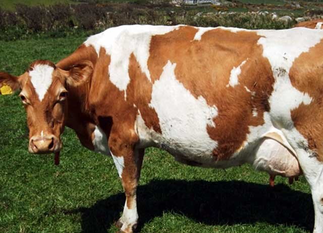 Признаки скорого отела у коровы | Знай ферму | Дзен