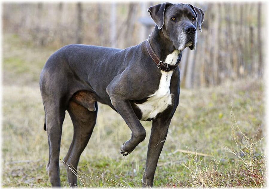 Немецкий дог