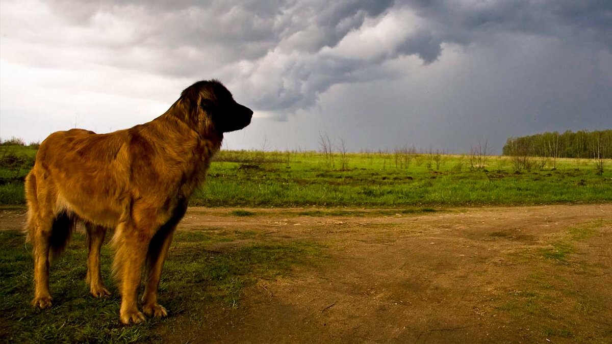 Собака проявляет стрессовое состояние при шторме