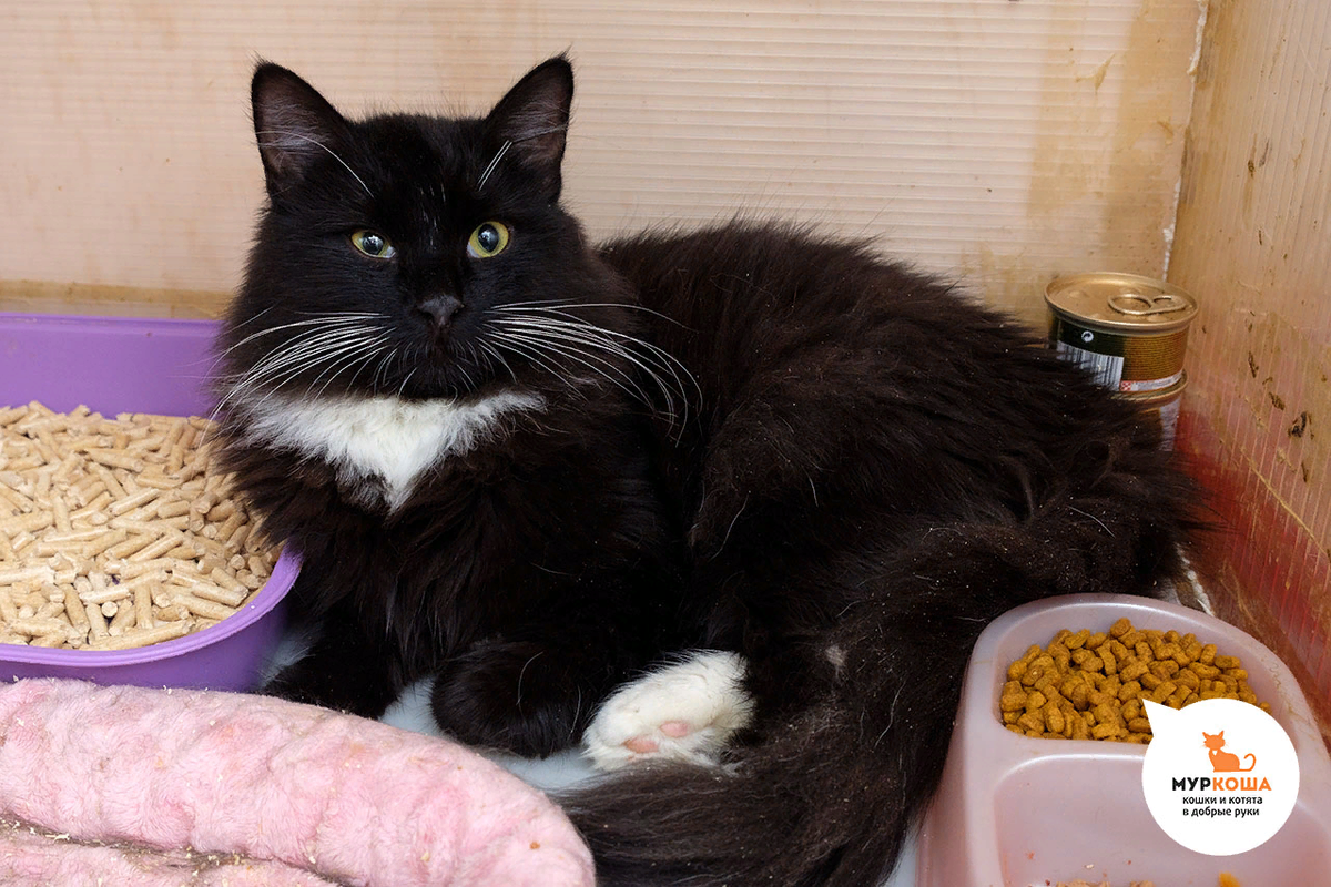 Дунай, 1 год