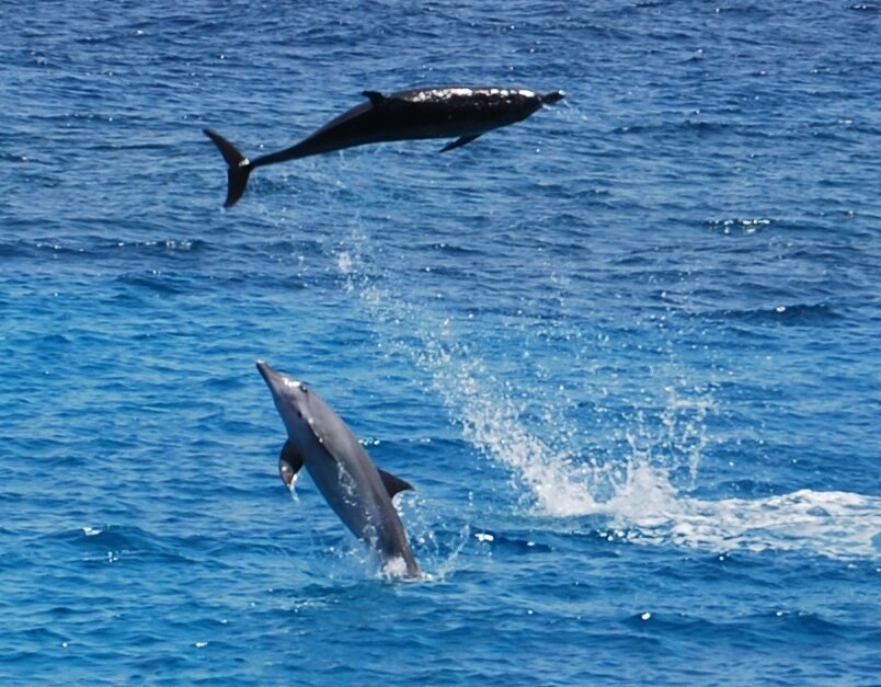 Дельфины. Фото Евгений Гриненко. 