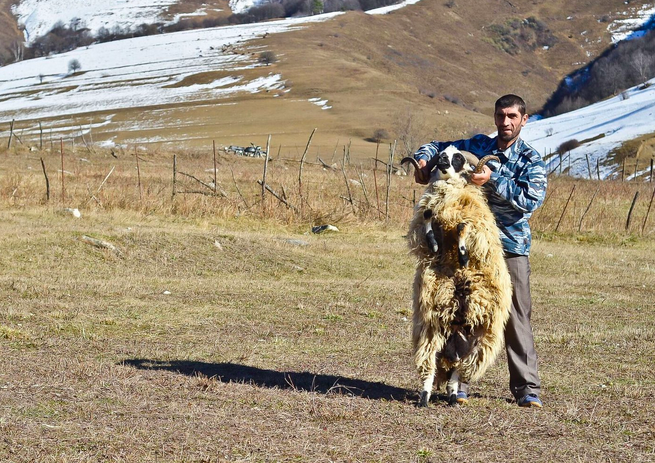 Пастух Мустафа и его 60-килограммовый баран во всей красе. Алабаи где-то поблизости. Фото: Александр Потоцкий.