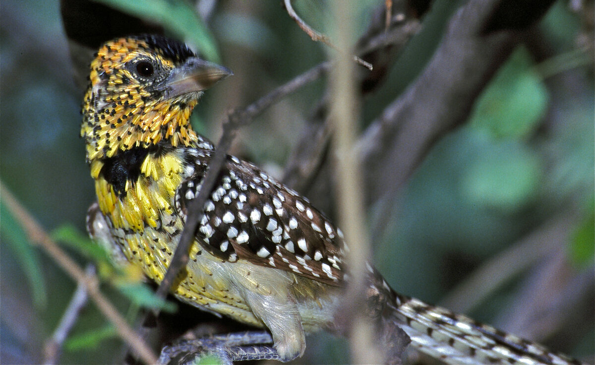 Пятнистоухий трахифонус на дереве. Источник фото: Википедия