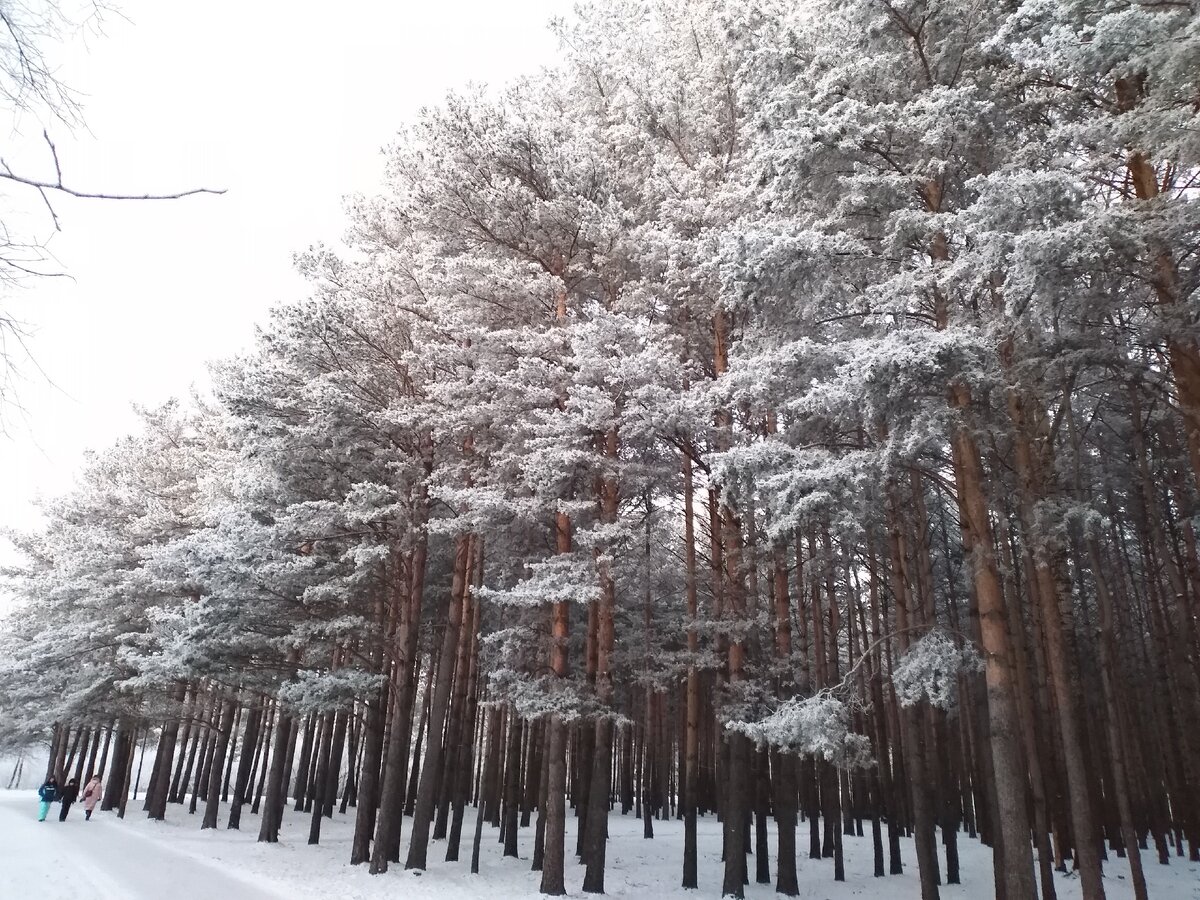 красавицы-сосны