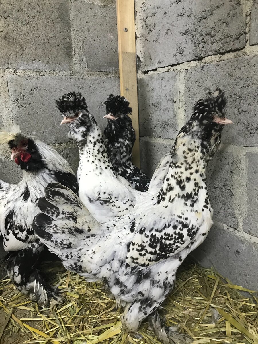 Павловское серебро