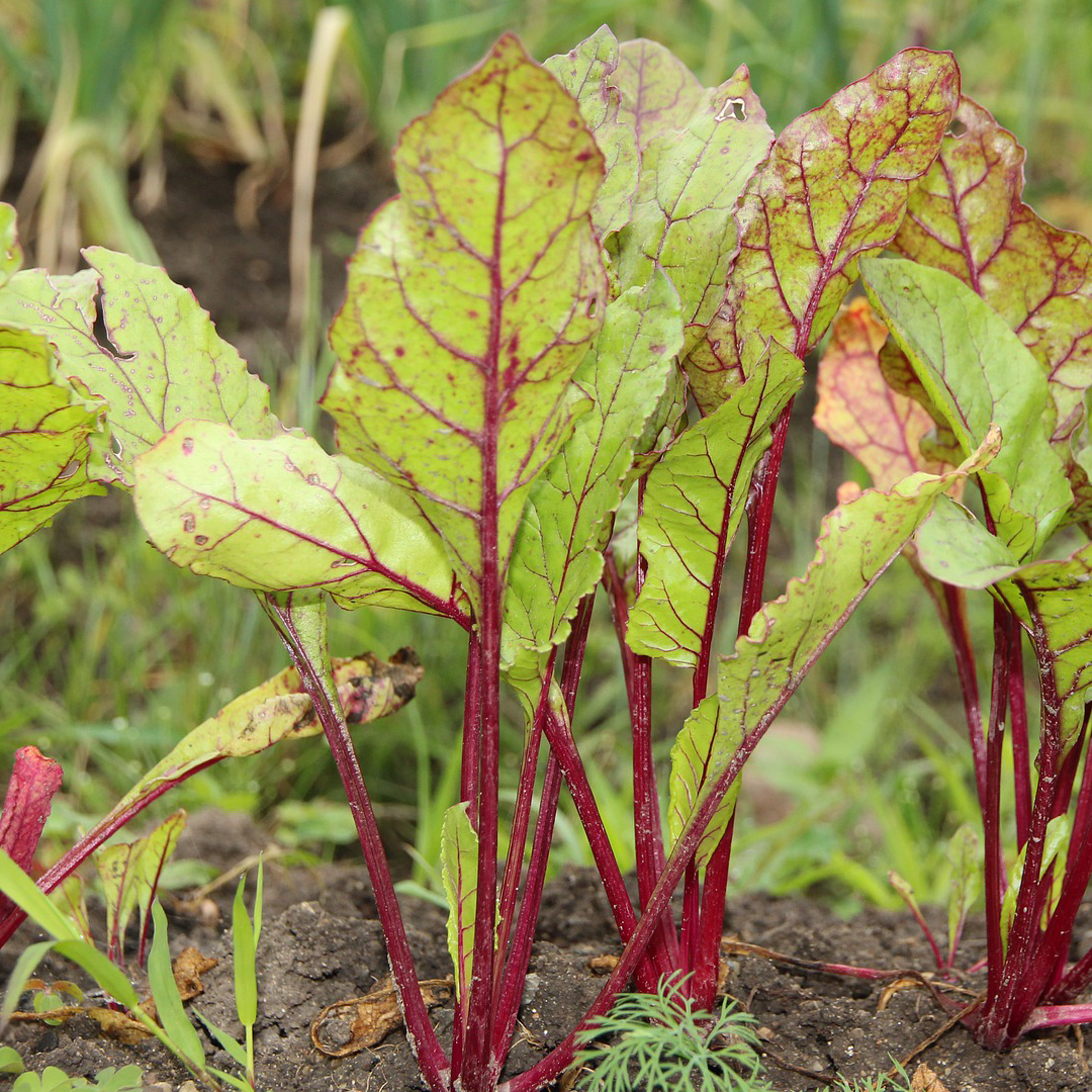 Картошка на грядке. Свёкла или. Мангольд красный или зеленый. К чему снится ботва. Морковная ботва.