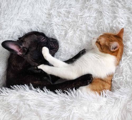 Собака и кошка: как помирить их без проблем! 7 гарантированных советов