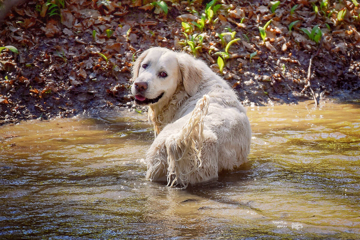 Семь ярких признаков преданности вашей собаки