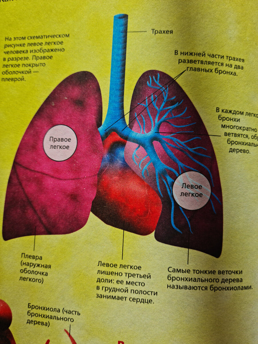 Как устроены легкие человека в картинках