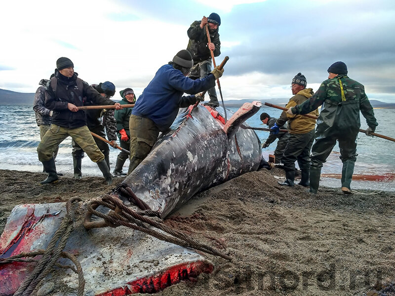 Кто-то возмутится этой фотографией, но вот так жили многие поколения предков этих людей. Стоит ли менять уклад их жизни?